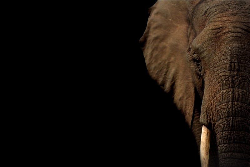 Elephant Safari