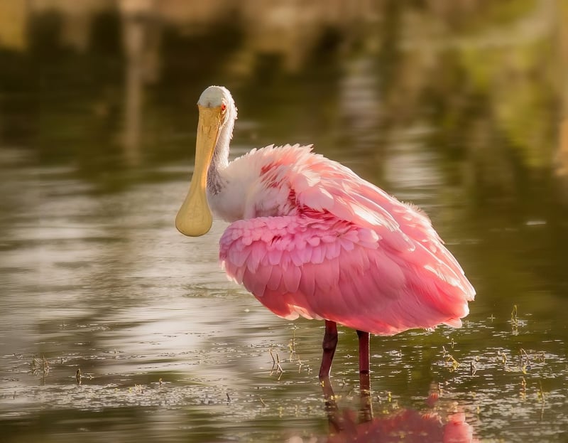 Wildlife Safari